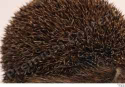  Hedgehog - Erinaceus europaeus # 3 